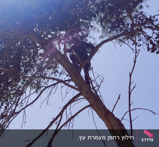 אדם גוזם ענפים על עץ גבוה בשמש